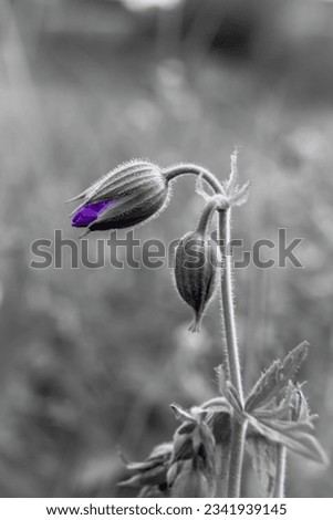 Similar – Lavender in the garden