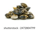 Closed up fresh baby clams, venus shell, shellfish, carpet clams, short necked clams, as raw food from the sea are the seafood ingredients. fresh clams Background. seafood.Isolated on white background