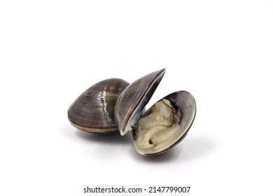 Closed up fresh baby clams, venus shell, shellfish, carpet clams, short necked clams, as raw food from the sea are the seafood ingredients. fresh clams isolated on white background