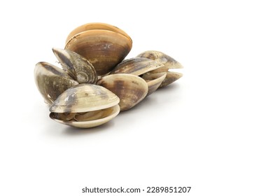 Closed up fresh baby clams, venus shell, shellfish, carpet clams, short necked clams, as raw food from the sea are the seafood ingredients. fresh clams isolated on white background