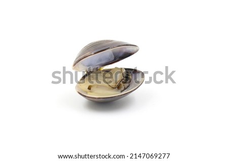 Closed up fresh baby clams, venus shell, shellfish, carpet clams, short necked clams, as raw food from the sea are the seafood ingredients. fresh clams isolated on white background
