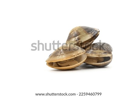 Closed up fresh baby clams, venus shell, shellfish, carpet clams, short necked clams, as raw food from the sea are the seafood ingredients. fresh clams isolated on white background
