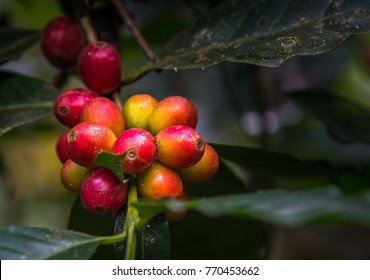 Closed up fresh coffee beans on a branch.