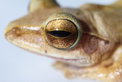 Flying frog flying frog in leaves featuring wallaces flying frog, frogs ...
