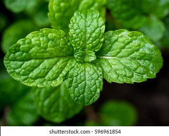 Closed up of green mint leaf