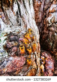 closed up a group of bees