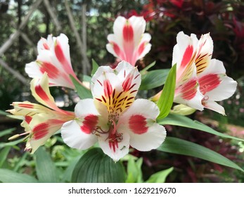 Closed up group of White and red  Lily flowers