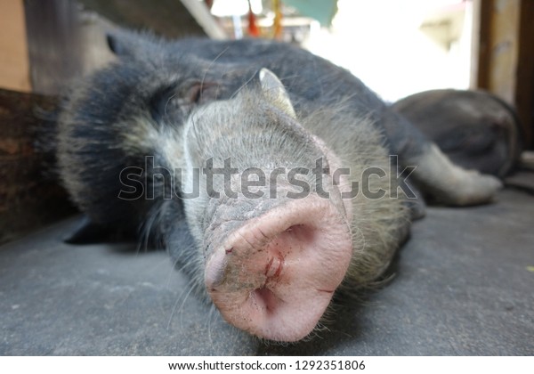 Closed Image Wild Hog Sleeping On Stock Photo Edit Now 1292351806