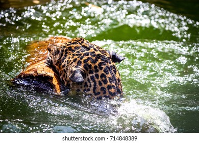 Leopard Swimming Creek Stock Photo 288660428 | Shutterstock