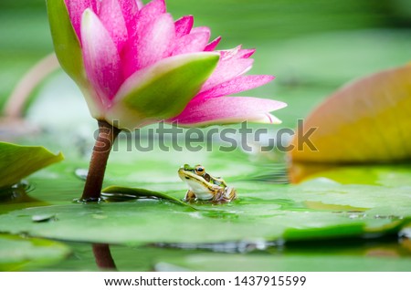 Closed up lttle cute frog sitting on green leaf under beautiful soft pink water lily or lotus flower in rainy morning