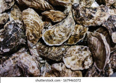 closed oysters, fresh oyster shell, mollusks in seafood market, sea restaurant, expensive fresh food, dish restaurant menu