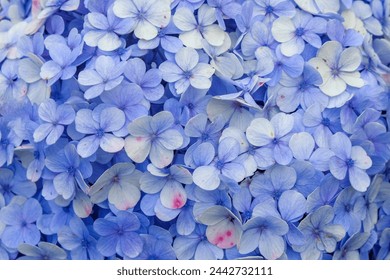 Closed up pattern and texture of hydrangea flowers. close up pattern and texture of hydrangea flowers.blue flowers..Natural texture background. Graphic design or banner background