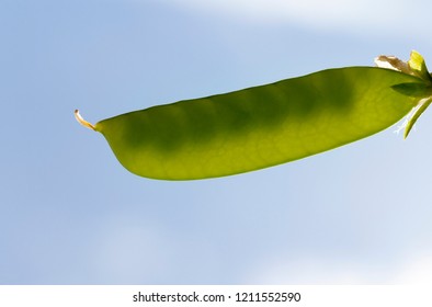 Closed Pea Pod With Green Grains, Close-up In Summer Against The Sky