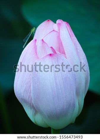 Closed, pink lotus flower with dragonfly