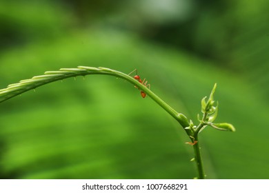 closed up Red ant walk on Top Acacia plant