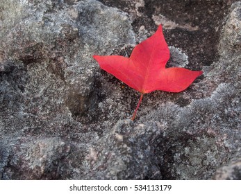 closed up red maple leaf on the stone.