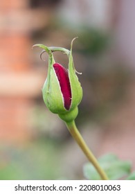 Closed Red Rose Bud In A Garden