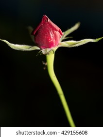 Closed Rose Flower On A Black Background