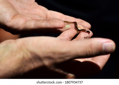 a closed up of small hammer head worm on a man hands