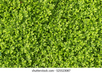 659,687 Green moss background Images, Stock Photos & Vectors | Shutterstock