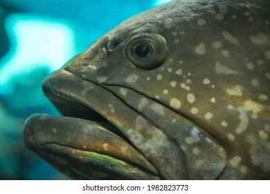 Closed Up Of Surprised Fish With Open Mouth Inside The Clean Aquarium In The Zoo.