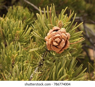 Closed Two-Needle Pinyon (Pinus Edulis) Pine Cone, Utah