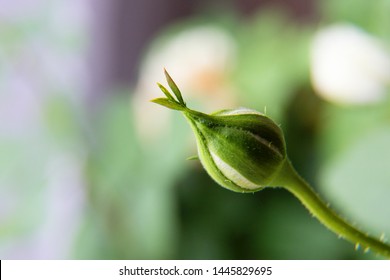 Closed White Rose Rose Bud, Rosebud Close Up