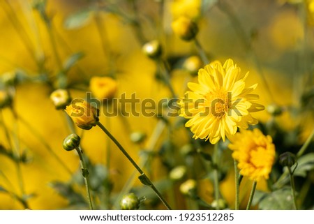 Closed up of yellow color Chrysanthemum flower background