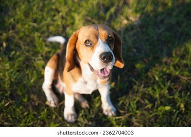 Closed-up on face focus on eye of a cute tri-color beagle dog sitting on the grass field on sunny day. Shallow depth of field dog portrait.                          