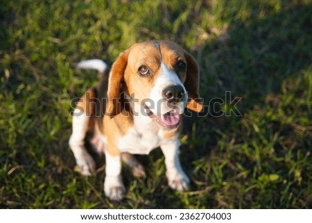 Closed-up on face focus on eye of a cute tri-color beagle dog sitting on the grass field on sunny day. Shallow depth of field dog portrait.                          
