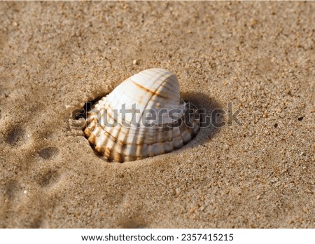 Similar – Strandspaziergang Farbfoto