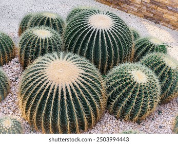 Closed-up view of cactus plants Echinocactus grusonii, or golden ball cactus or mother-in-law's cushion, is a species of cactus native to Mexico. - Powered by Shutterstock