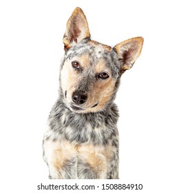 Closeeup portrait photo of Australian Cattle mixed breed dog facing forward tilting head and looking at camera