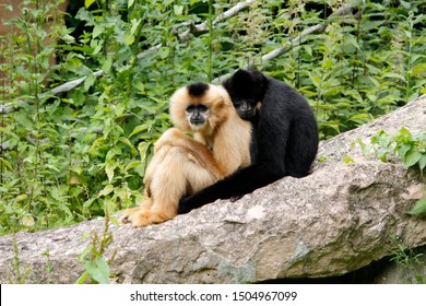 Closely Entwined Crested Gibbon Couple, Latin Nomascus Iucogenys