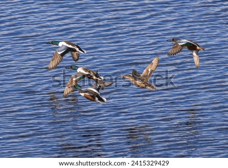 A closely huddled group of Northern Shoveler ducks flying together over a blue lake in Colorado. Close up view.