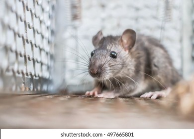 Closely rat cage traps close-up rat caught in a trap
 - Powered by Shutterstock