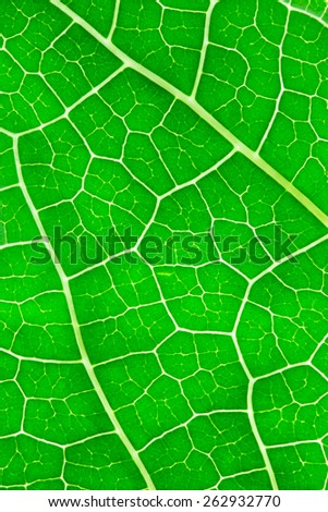 closeop leaf texture
