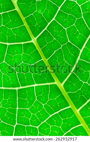 closeop leaf texture

