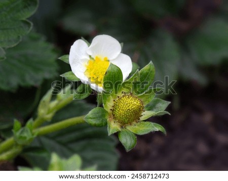 Closep of flowers and developing fruit of Strawberry 'Cambridge Favourite' in a vegetable allotment  garden in spring