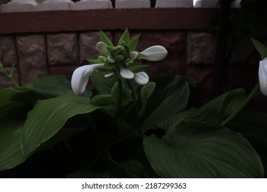 A Closer Look At A Bush Of Liliaceae