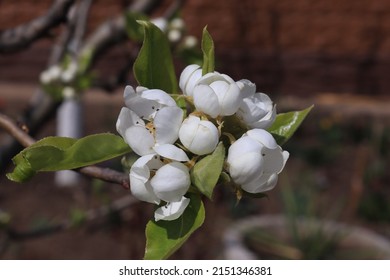 A Closer Look At A Cherry Blossom