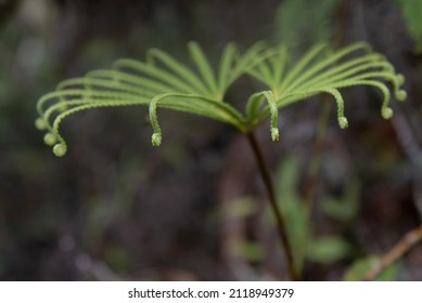 A Closer Look At A Green Fern Plant