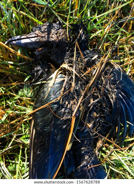 Closer Look Older Corpse Crows On Stock Photo 1567628788 | Shutterstock