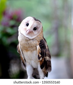 Closer Look Of An Owl