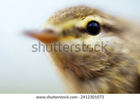Closer to nature and human. Macro images of well-known birds in a dreamy style. Chiff-chaff. Soft focus
