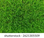 Closer to Nature: The Micro Beauty of Green Grass