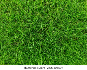 Closer to Nature: The Micro Beauty of Green Grass