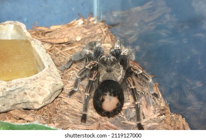 Closer Up On A Pet Tarantula In Tank