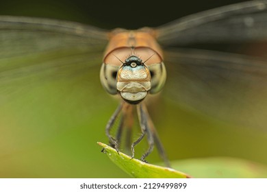 Closer view of a beautiful dragonfly head showing the beautiful compound eyes.