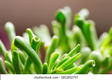 
closer view on vegetal elements